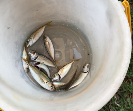 アジングで小鯵